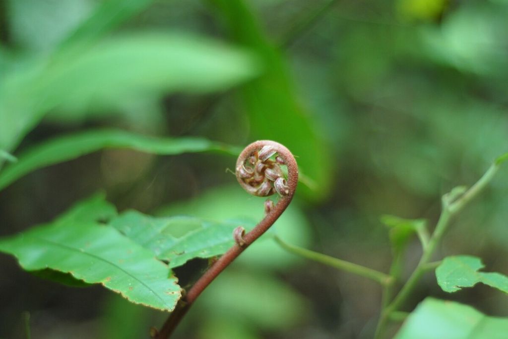 Tanaman dari keluarga palma di Taman Nasional Bukit Duabelas, Sarolangun, Jambi, 1 Juli 2022. Penyelamatan hutan mendesak untuk menjaga biodiversitas yang tersisa.