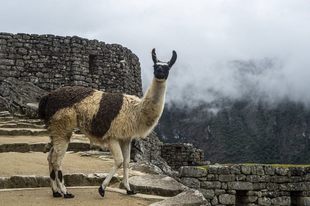 Seekor llama terlihat berada di area situs arkeologi Machu Picchu, Peru, Minggu (1/11/2020). Llama merupakan salah satu hewan yang diprediksi tahan terhadap cuaca ekstrem akibat dampak dari perubahan iklim.