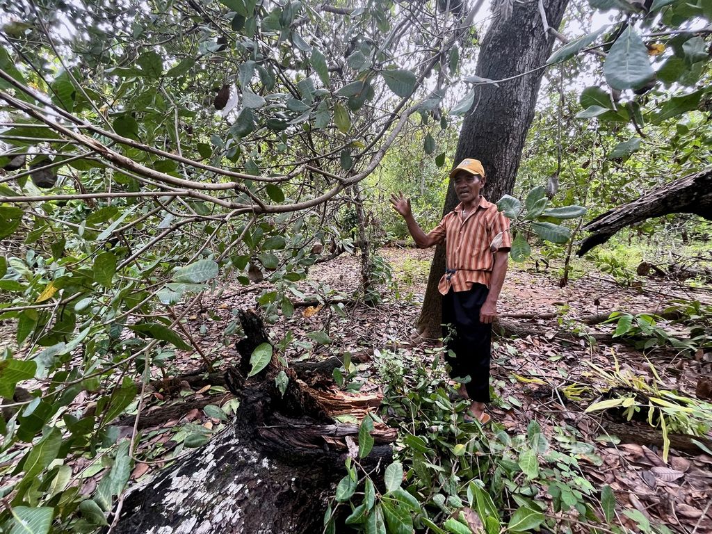 Abdul Latif (60) menunjukkan tanaman metenya yang diserang hama dan terganggu dengan debu pertambangan nikel, di Desa Sukarela Jaya, Wawonii Tenggara, Konawe Kepulauan, Sulawesi Tenggara, Kamis (1/6/2023). 