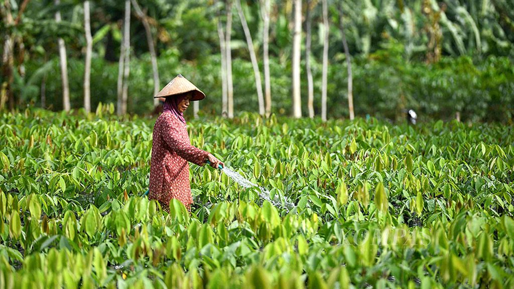 Pekerja menyirami bibit pohon karet yang akan digunakan untuk peremajaan tanaman perkebunan di Kecamatan Bringin, Kabupaten Semarang, Jawa Tengah, Jumat (23/6/2017).