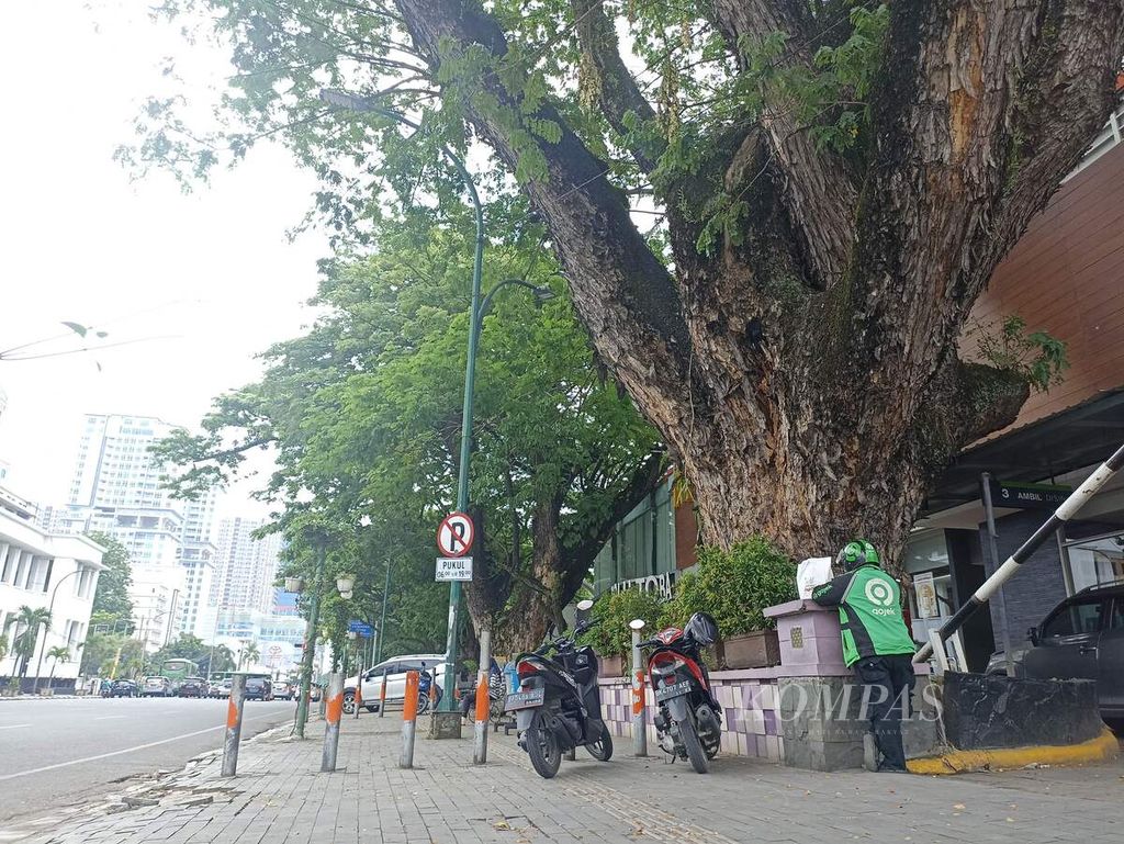 Pohon trembesi berusia 140 tahun tampak di sekeliling Lapangan Merdeka Medan, Sumatera Utara, Sabtu (4/6/2022). Trembesi itu menjadi memori sejarah karena ditanam bersamaan dengan pembukaan Lapangan Merdeka Medan pada 1880. 