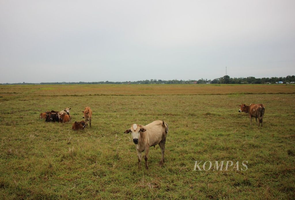 The paddy fields in Alue Ie Mirah Village, Nibong District, North Aceh Regency, Aceh Province, on Sunday (18/6/2023), suffered from drought due to lack of water supply. The drought was caused by the slow construction of the Krueng Pase dam. Thousands of farmers are unable to cultivate their fields.