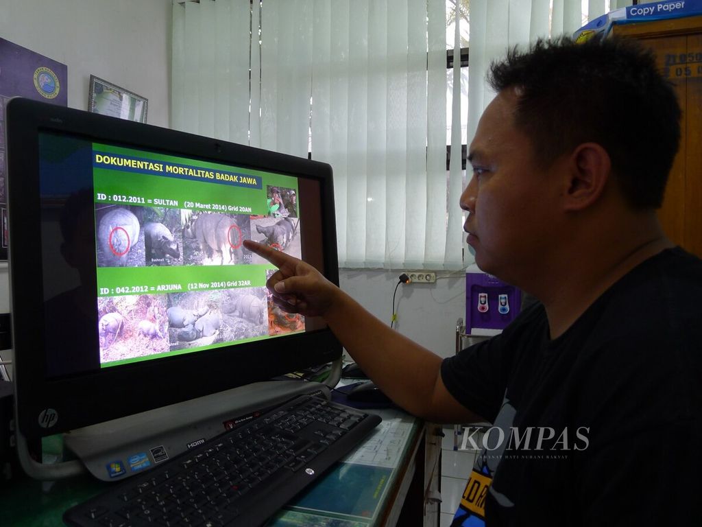 Pengolah data dan identifikasi individu badak Balai Taman Nasional Ujung Kulon, Aom Muhtarom, menunjukkan foto-foto badak jawa di Kabupaten Pandeglang, Banten, pertengahan September 2015.