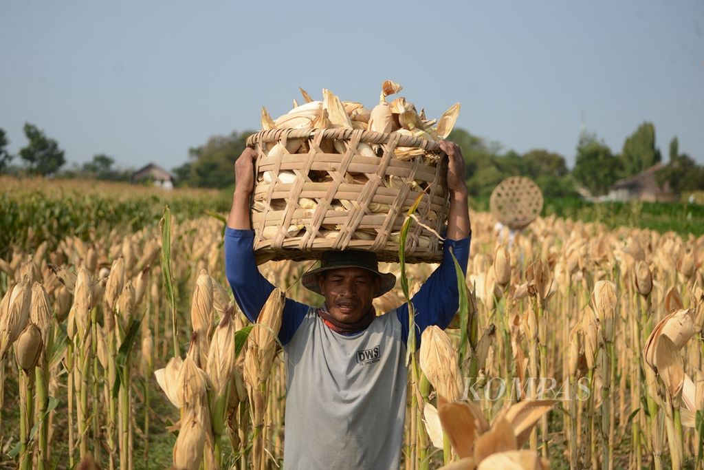 Buruh tani memanen jagung di Desa Sorogaten, Klaten, Jawa Tengah, Selasa (3/9/2019).