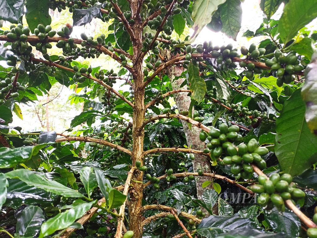 Tanaman kopi arabika Sumatera yang dirawat dengan cara budidaya yang baik dapat berbuah lebat di kebun yang digagas Profesor Surip Mawardi di Silangit, Kecamatan Siborongborong, Kabupaten Tapanuli Utara, Sumatera Utara, Jumat (21/6/2024).