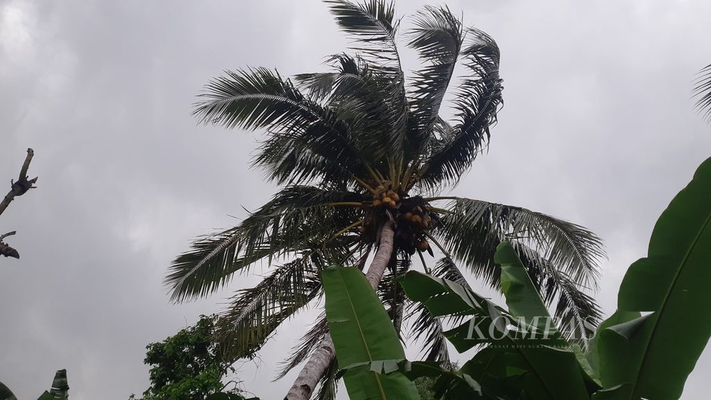 Pohon kelapa yang semula tegak berubah miring lantaran diterjang angin kencang, seperti yang terlihat di Kelurahan Bello, Kota Kupang, Nusa Tenggara Timur, Minggu (27/2/2022). Wilayah Kota Kupang dan sekitarnya sedang dilanda cuaca buruk.