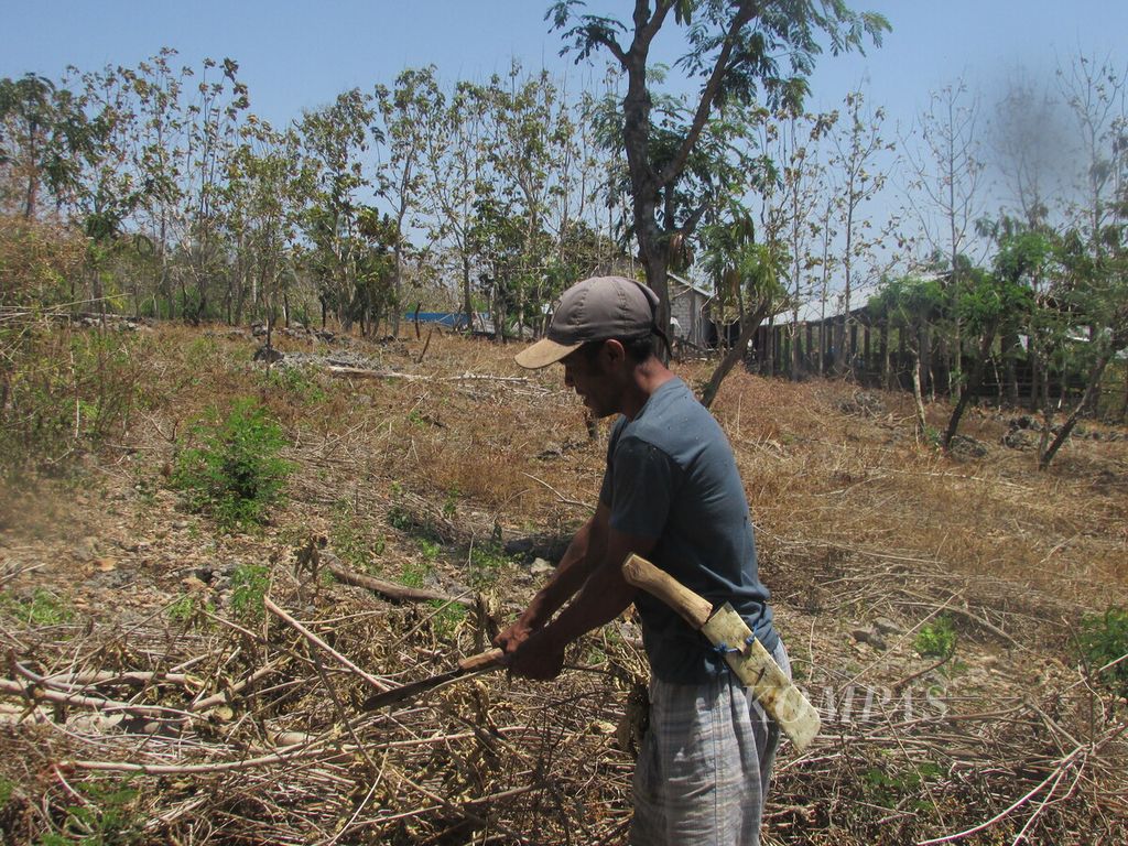 Ayup Suni mengambil batang kayu bekas tebasannya di calon lahan pertanian miliknya di Fatukoa, Kota Kupang, Selasa (19/9/2023).