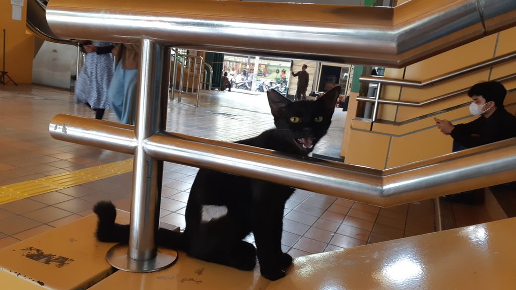 Seekor kucing liar yang sudah disteril dan dilepaskan kembali di Stasiun Gondangdia, Menteng, Jakarta Pusat, Senin (17/7/2023).