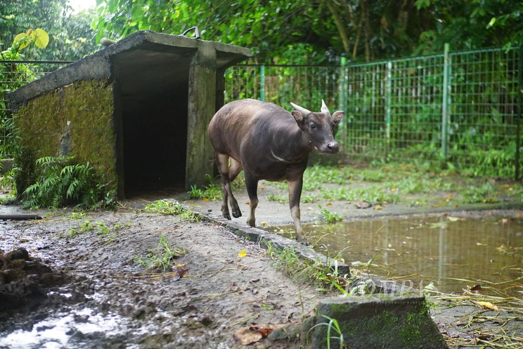 Maesa, salah satu anoa dataran rendah (<i>Bubalus depressicornis</i>), penghuni Anoa Breeding Center (ABC) Manado, pusat pengembangbiakan anoa di Sulawesi Utara, bermain-main di kandangnya, Rabu (5/7/2023). ABC kini merawat delapan anoa dataran rendah dan satu anoa dataran tinggi (<i>Bubalus quarlesi</i>).