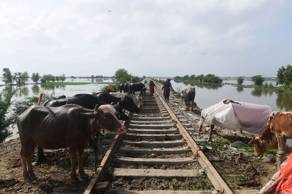 Kawanan sapi terlihat diikatkan bantalan rel kereta api yang ditinggikan di daerah banjir setelah hujan lebat di Jacobabad, Provinsi Sindh, 26 Agustus 2022. Lebih dari 1.300 orang tewas akibat banjir di Pakistan dalam tiga minggu terakhir sejak Agustus 2022.