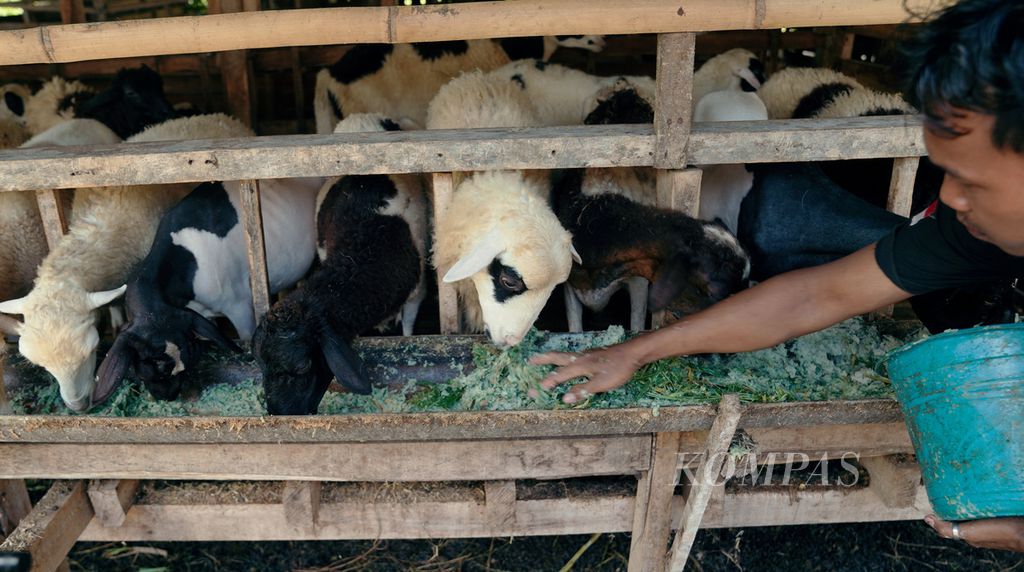 Pekerja memberi pakan domba garut di Lentera Bumi Nusantara di Desa Ciheras, Kecamatan Cipatujah, Kabupaten Tasikmalaya, Jawa Barat, awal Agustus 2022.  
