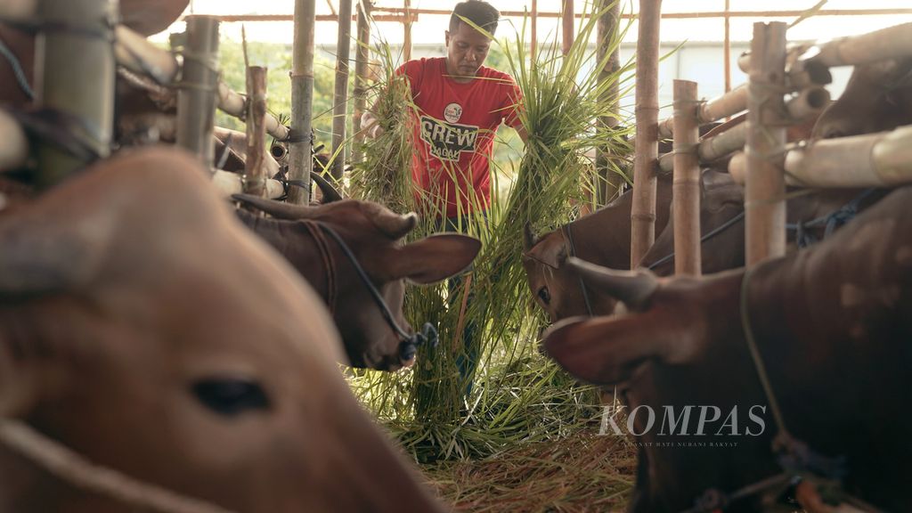 Pekerja memberi pakan rumput untuk sapi kurban di Desa Setiamekar, Kecamatan Tambun Selatan, Kabupaten Bekasi, Jawa Barat, Jumat (10/6/2022). 