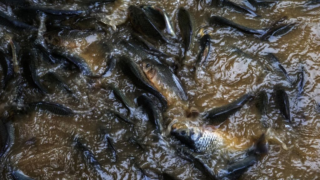 Ikan warga di Desa Pandansari, Kabupaten Bogor, Jawa Barat, terimbas aliran air Sungai Cibalok yang merupakan anak Sungai Ciliwung, berwarna coklat pekat akibat tercemar tanah dan lumpur proyek, Jumat (4/2/2022). 