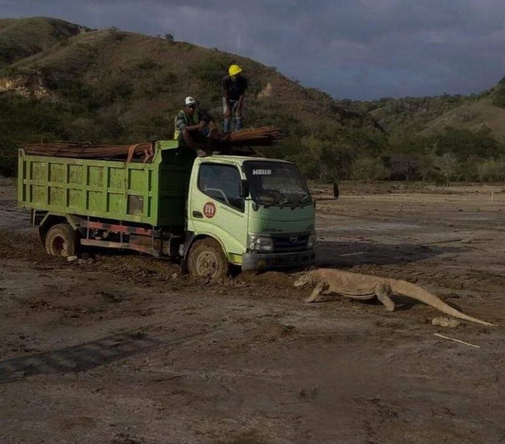 Seekor Komodo sedang menghadang truk di Lembaha Loh Buaya, Pulau Rinca, saat pekerja proyek melewati areal Komodo, Sabtu (24/10/2020).