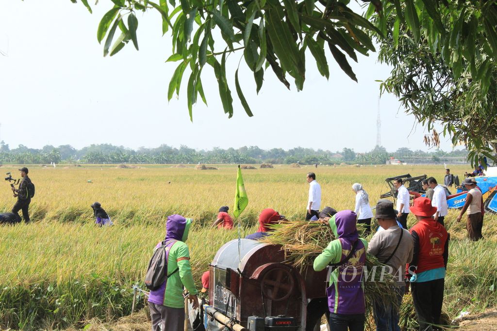 Presiden Joko Widodo mengecek panen padi di Desa Karanglayung, Kecamatan Sukra, Kabupaten Indramayu, Jawa Barat, Jumat (13/10/2023). Produktivitas padi di daerah itu bisa sekitar 8,5 ton gabah kering panen per hektar. 