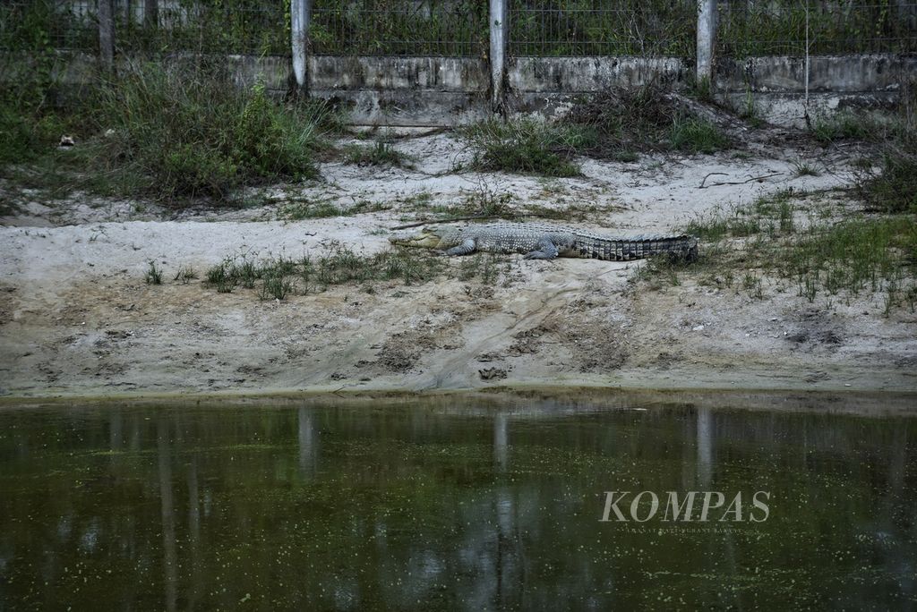 Buaya muara (<i>Crocodylus porosus</i>) di Pusat Penyelamatan Satwa Kampoeng Reklamasi Air Jangkang di Desa Riding Panjang, Kecamatan Merawang, Kabupaten Bangka, Provinsi Bangka Belitung, Jumat (17/11/2023). 