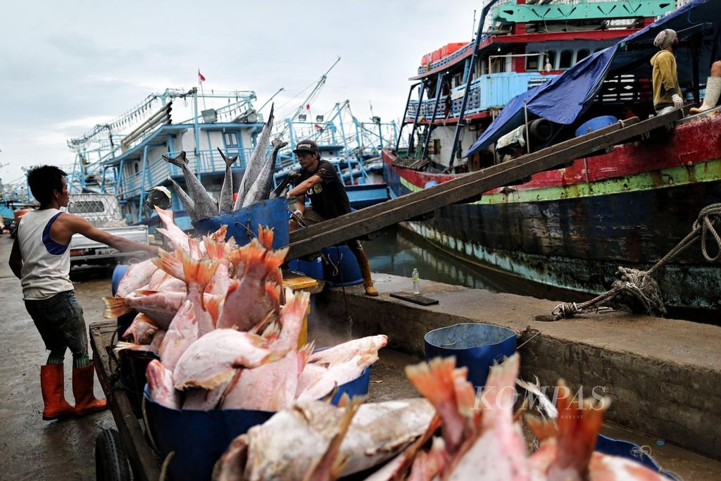Buruh membongkar ikan hasil tangkapan dari Laut Arafura di Dermaga Pelabuhan Muara Angke, Jakarta, Selasa (1/3/2022). Mulai Maret 2022 Kementerian Kelautan dan Perikanan memberlakukan sistem kontrak penangkapan ikan untuk industri perikanan. Uji coba sistem kontrak ini diterapkan di Laut Arafura.