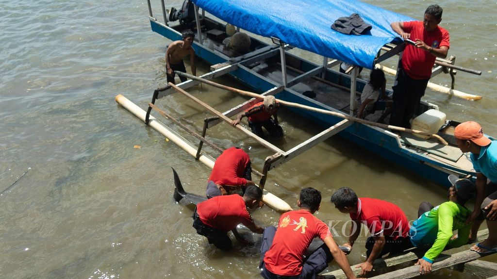 Lumba-lumba hidung botol ditemukan warga di Sungai Wanggu, Kendari, Sultra, sekitar pukul 09.00 Wita. Hewan ini ditemukan terjepit di antara bakau yang berada di sisi sungai.