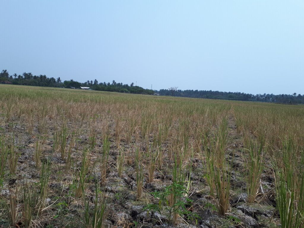 Kekeringan di lahan sawah di wilayah Kabupaten Tangerang, Agustus 2019. Salah satu di antaranya sawah Desa Sukadiri, Kecamatan Mauk. 
