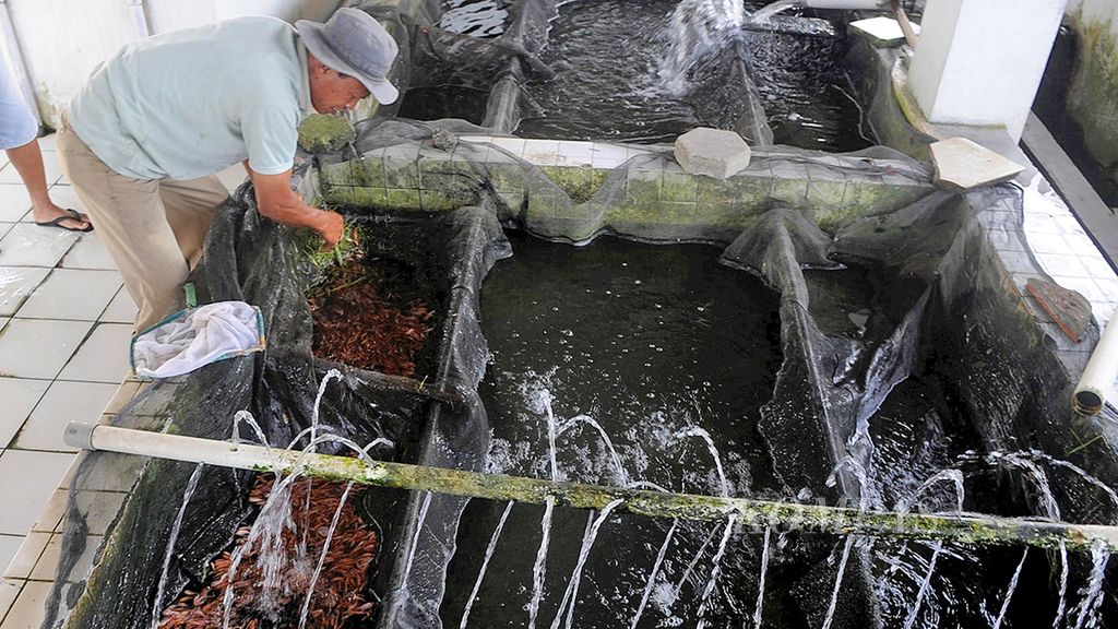 Pekerja memindahkan bibit ikan nila yang dibudidayakan dalam kolam milik Balai Pembenihan dan Budidaya Ikan Air Tawar Dinas Kelautan dan Perikanan Provinsi Jawa Tengah di Kecamatan Janti, Kabupaten Klaten, Jawa Tengah, pertengahan Januari 2017.