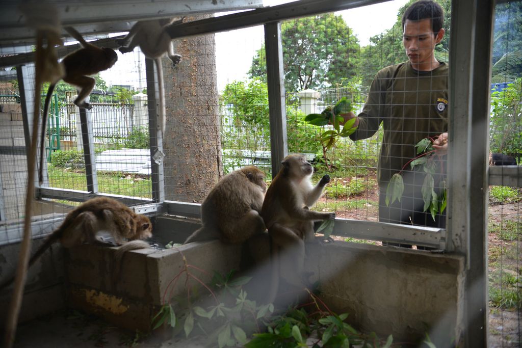 Sejumlah monyet ekor panjang (<i>Macaca fascicularis</i>) yang diselamatkan dari permukiman warga disimpan di salah satu kandang di Pusat Informasi, Edukasi, dan Penanggulangan Satwa Liar, Jakarta Utara, Kamis (29/12/2022). 