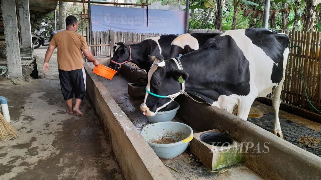 Peternak di Dusun Sumbermulyo, Desa Sumberagung, Kecamatan Ngantang, Kabupaten Malang, Jawa Timur, Kamis (2/6/2022), tengah memberikan makan terhadap sapi-sapi miliknya. Tiga ekor sapi perah yang sebelumnya terjangkiti penyakit mulut dan kuku itu, kini telah sembuh kembali dan makan dengan lahap.