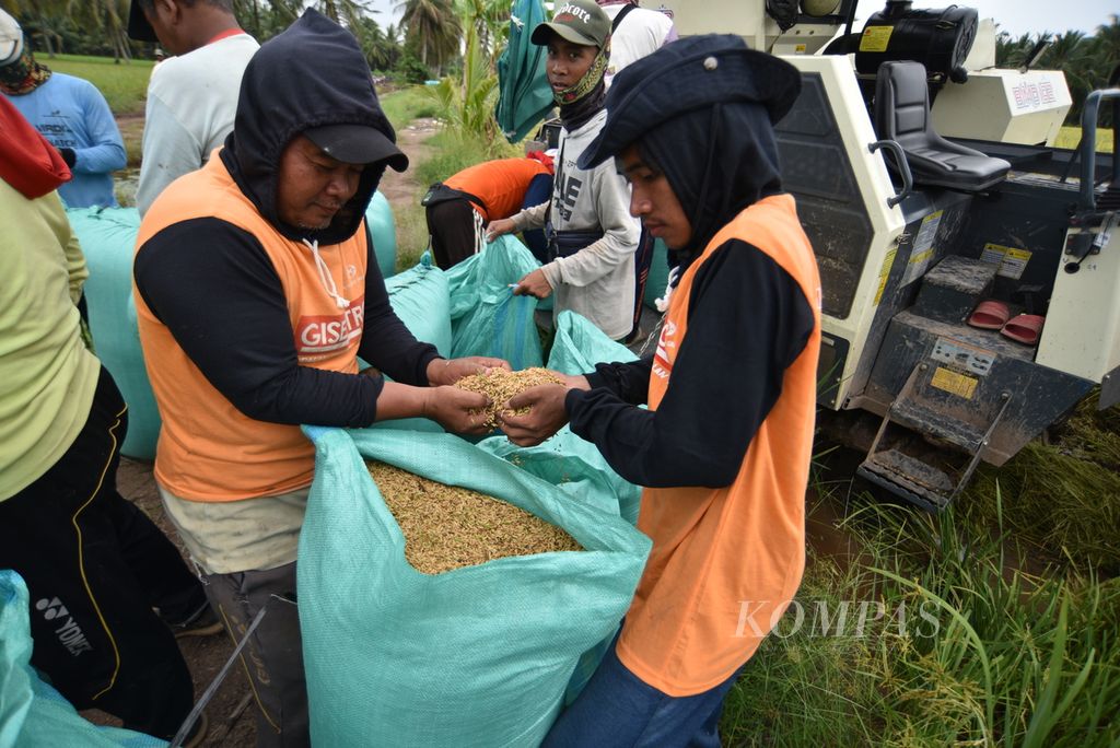 Petani mengemas gabah kering seusai panen menggunakan alat komben alias <i>combine harvester</i> di persawahan Desa Purwosari, Kecamatan Tanjung Lago, Sumatera Selatan, Senin (26/2/2024). 