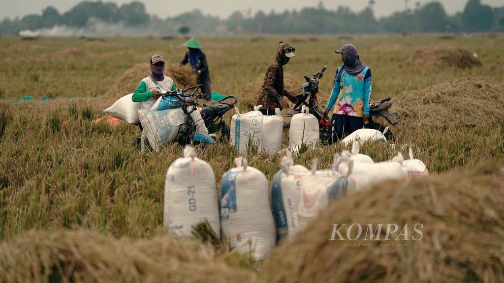 Buruh tani mengangkut panen padi varietas Inpari menggunakan motor di Desa Sarimukti, Kecamatan Cibitung, Kabupaten Bekasi, Jawa Barat, Kamis (6/10/2022). 