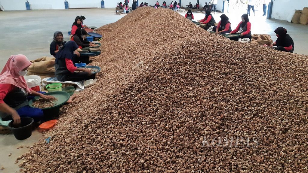Para pekerja menyortir biji pinang sebelum diekspor di Desa Pudak, Kumpeh Ulu, Kabupaten Muaro Jambi, Jambi, Kamis (7/4/2022). Pengembangan pinang perlu terus didukung agar menjadi komoditas besar penopang ekonomi.