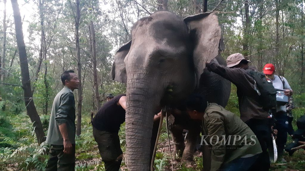 Officers from the South Sumatra Natural Resources Conservation Center and the Animal Forest Network Association install a GPS <i>collar</i> on a wild Sumatran elephant in Air Sugihan District, Ogan Komering Ilir Regency, South Sumatra, May 2022. This technology is used as a mitigation effort conflict between residents and elephants.