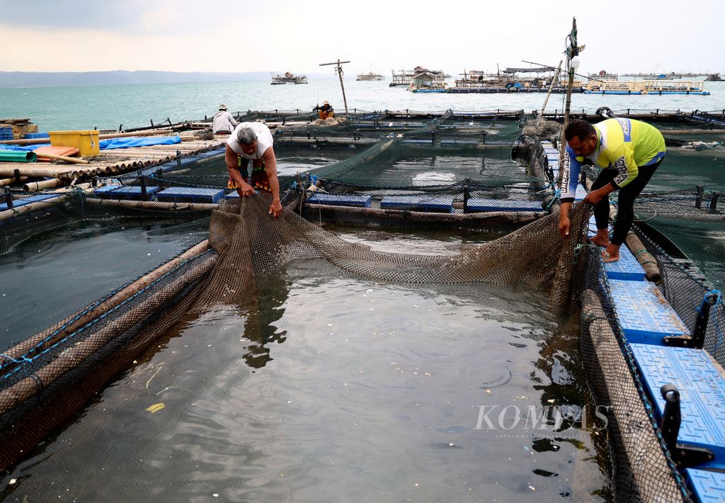 Pekerja mengangkat jaring untuk memeriksa kondisi kerapu yang dipelihara di keramba jaring apung (KJA) milik Supriadi di laut lepas Pantai Pangandaran, Kabupaten Pangandaran, Jawa Barat, Sabtu (27/6/2023). 