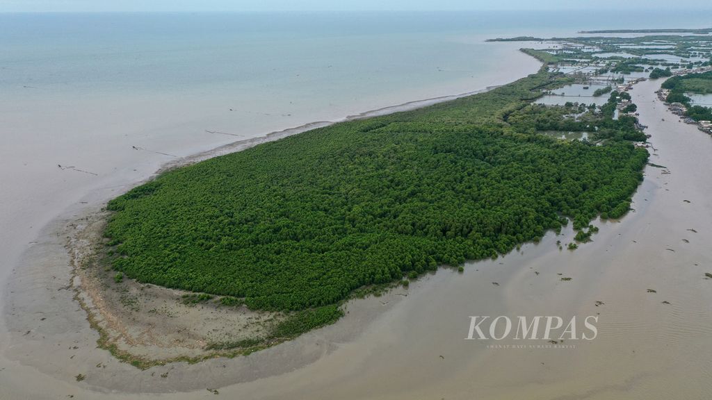 Foto udara hutan mangrove Pantai Bahagia yang menjadi sarang lutung jawa (Trachypithecus auratus mauritius) diKecamatan Muaragembong, Kabupaten Bekasi, Jawa Barat, Kamis (27/10/2022). 