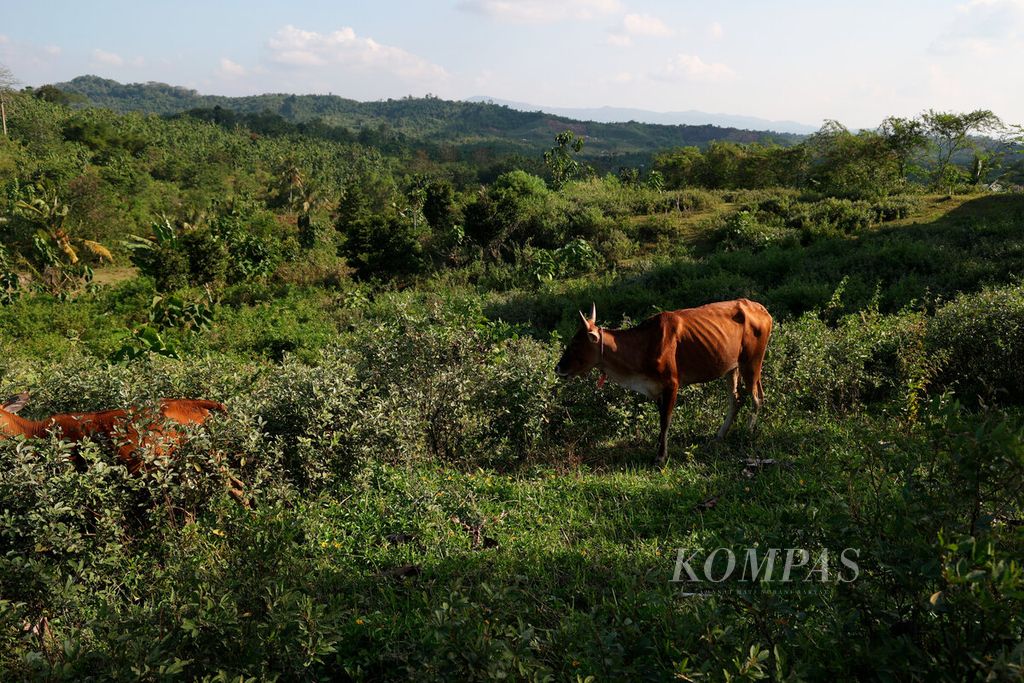 Ternak sapi yang dilepaskan untuk mencari makan sendiri di sekitar area penggembalaan di Dusun Maribaya, Desa Kalinusu, Kecamatan Bumiayu, Kabupaten Brebes, Jawa Tengah, Rabu (31/5/2023). 
