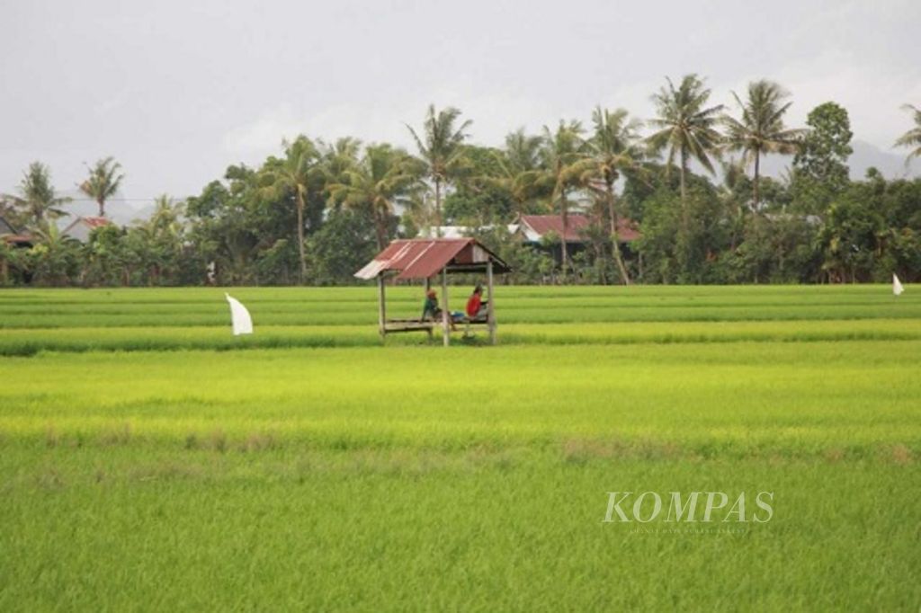 Farm workers harvest IR64 rice on Monday (23/4/2018) in Tirtoadi village, Mlati, Sleman, Yogyakarta.