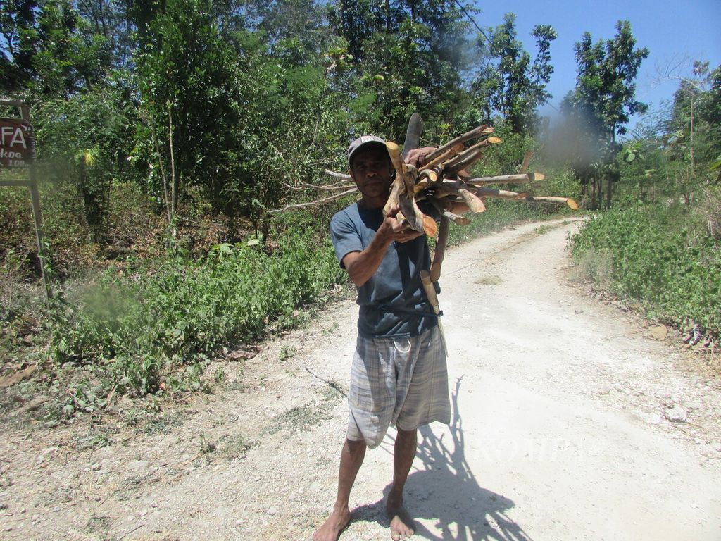 Ayup Suni, petani lahan kering, memikul kayu bakar ke rumah kediamannya. Kayu ini, menuruy rencana, akan dijual di pasar di Kupang. Satu ikat kayu seperti ini dijual Rp 10.000.
