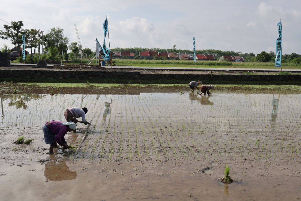 Buruh tani menanam bibit padi di sebelah bekas lahan sawah yang telah disiapkan untuk lokasi perumahan di Desa Karanglo, Kecamatan Klaten Selatan, Kabupaten Klaten, Jawa Tengah, Selasa (2/11/2021). 