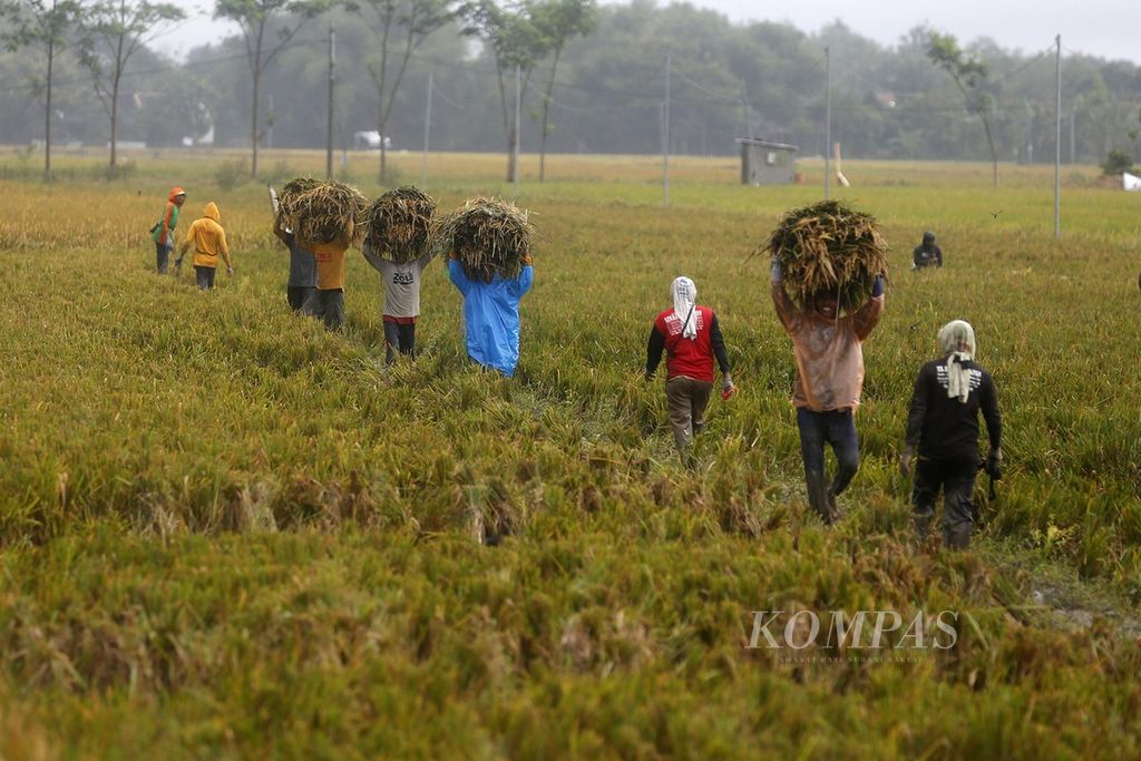 Buruh borongan asal Ngawi sedang memanen padi di kawasan Karang Dungan, Kecamatan Tangkil, Sragen, Jawa Tengah, pada musim panen raya yang pertama, Rabu (1/3/2023). 