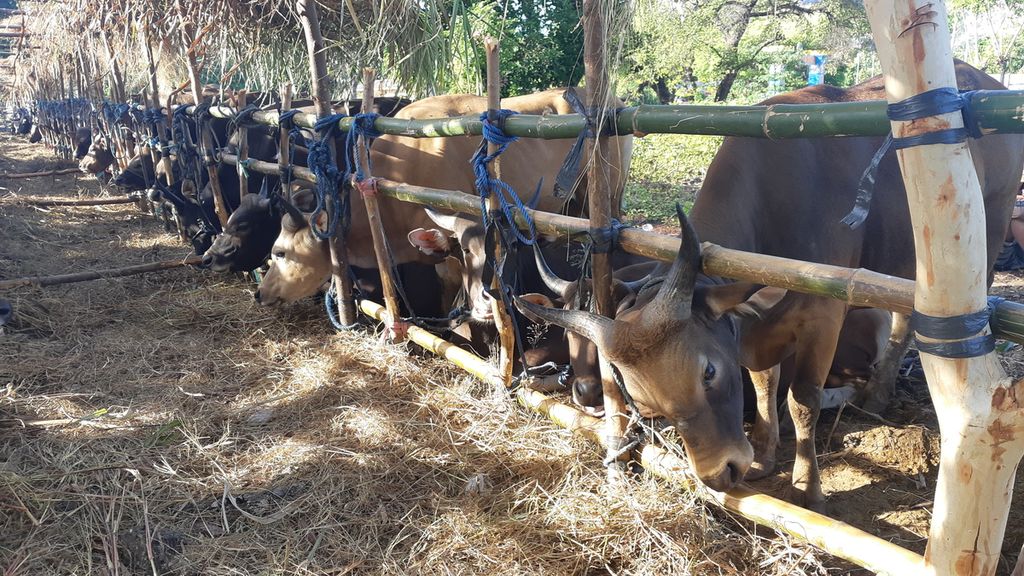 Cattle quarantined in Wini, North Insana District, North Central Timor Regency, NTT on Sunday (12/6/2022). Cattle that are free of foot and mouth disease will be supplied for Eid al-Adha in Java and Kalimantan.