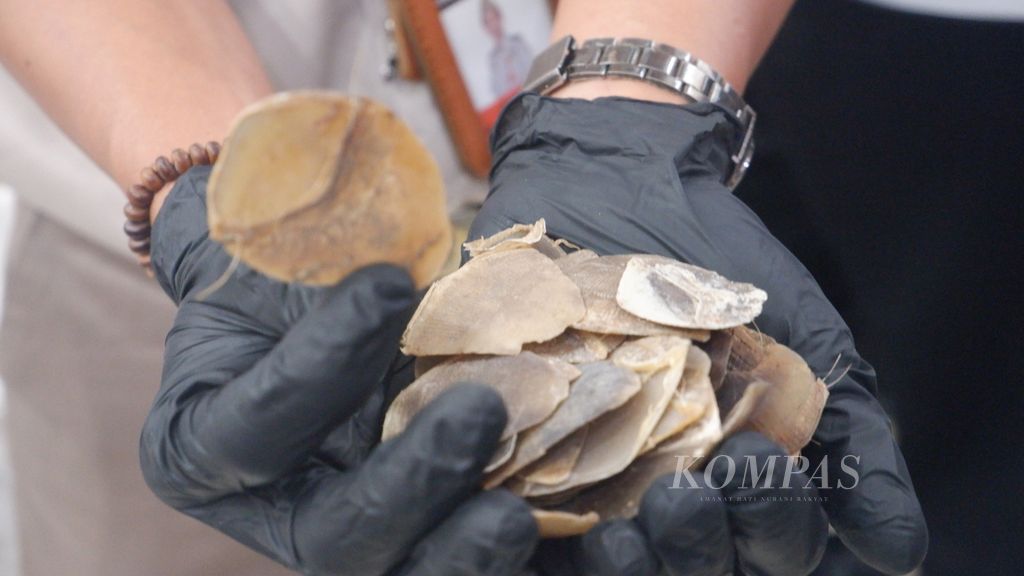 Petugas memperlihatkan barang bukti sisik trenggiling dalam konferensi pers di Banjarmasin, Kalsel, Kamis (25/5/2023).