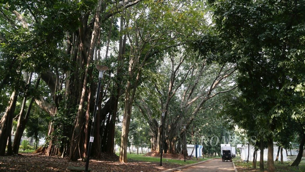 Ratusan pohon berbagai jenis yang sudah berusia puluhan tahun tumbuh di kawasan Gelora Bung Karno (GBK), Jakarta, Selasa (21/5/2019).  