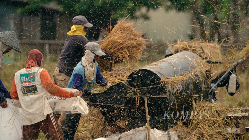 Buruh tani menggunakan mesin perontok padi dalam panen padi Inpari 32 di areal persawahan di Kecamatan Rawamerta, Kabupaten Karawang, Jawa Barat, Minggu (20/2/2022). Harga gabah kering panen di tingkat petani berkisar Rp 4.500-Rp 4.800 di kawasan tersebut.