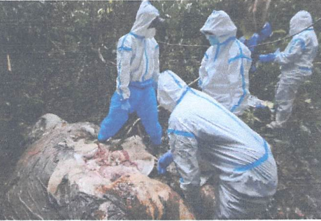 Nekropsi oleh tim BKSDA Bengkulu pada seekor gajah sumatera (<i>Elephas maximus sumatranus</i>) yang ditemukan mati tak jauh dari sebuah jalur <i>logging</i> dalam Bentang Alam Seblat, Provinsi Bengkulu, 3 Januari 2024. 