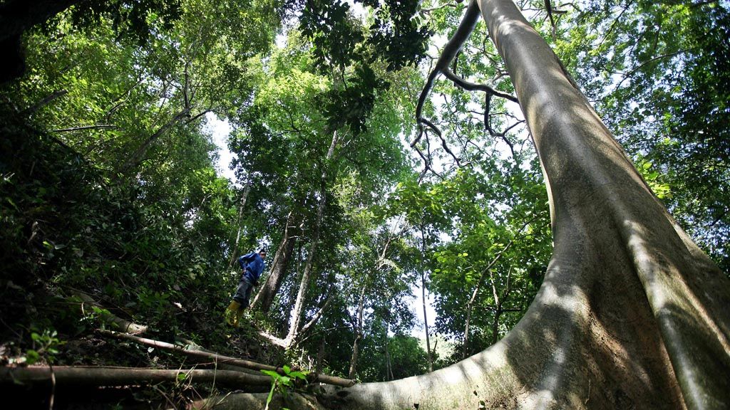 Rusli (52) istirahat sejenak saat menyusuri hutan untuk memanjat pohon dengan sebatang galah bambu yang dipasang di atas pepohonan di dalam hutan di Pulau Moyo, Sumbawa Besar, Nusa Tenggara Barat, untuk mengintip sarang lebah untuk diambil madunya, Selasa (28/3). Madu Hutan khas Sumbawa yang berasal dari Pulau Moyo ini biasanya dipanen setahun sekali pada sekitar bulan Agustus-September. Panen setahun sekali ini menjadi salah satu cara menjaga kualitas madu hutan yang diperoleh.