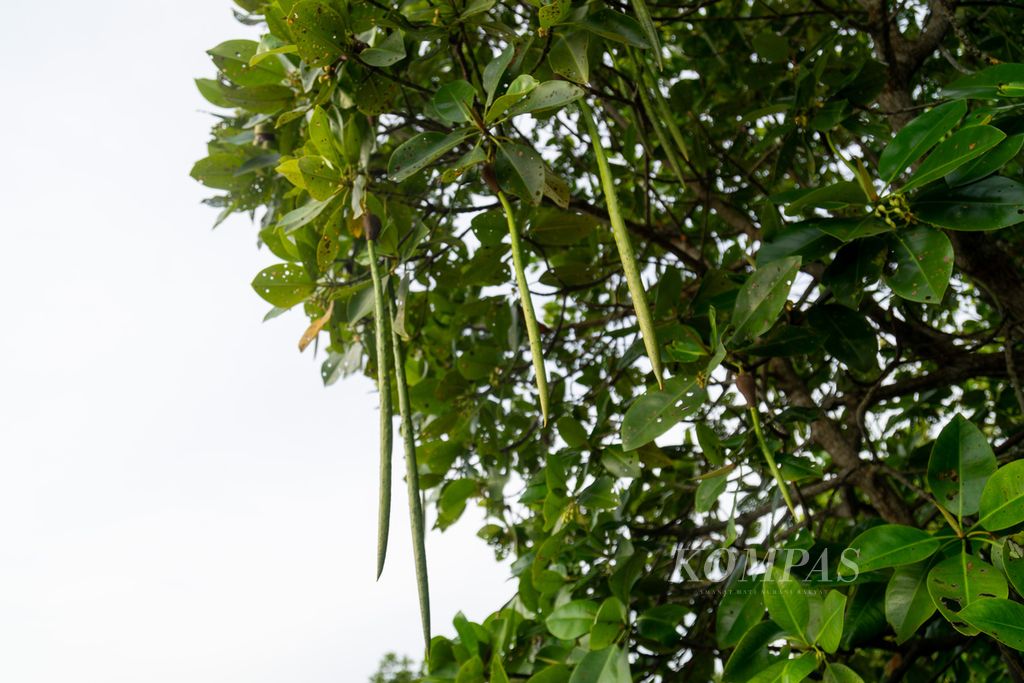 Propagul, yang bisa dikembangkan menjadi bibit bakau, menggantung di pohon-pohon bakau di dalam kawasan Rehabilitasi Hutan dan Lahan (RHL) Tanjung Piayu, Batam, Kepulauan Riau, Senin (21/2/2022).