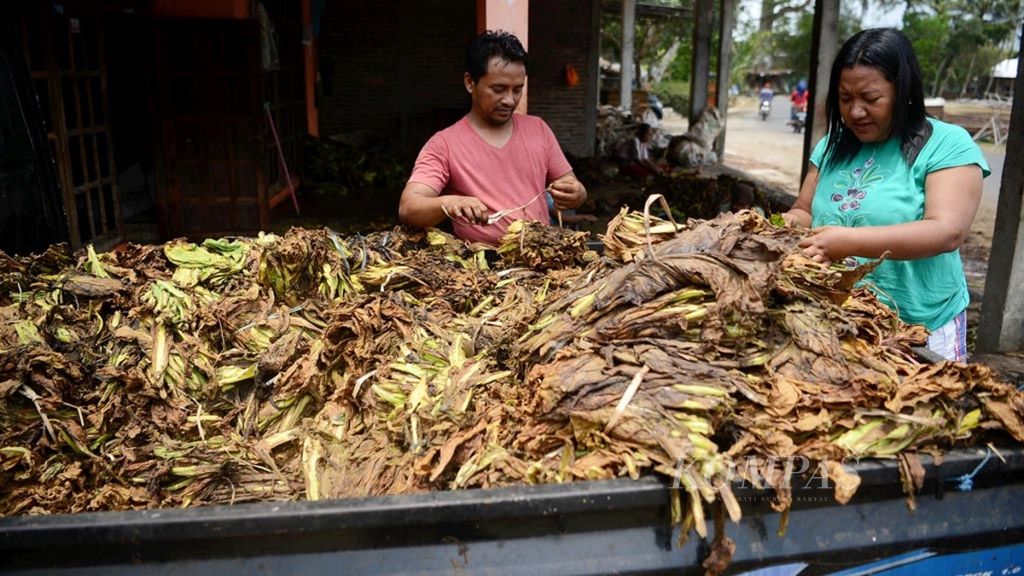 Warga memilah daun tembakau di Desa Tuksongo, Kecamatan Borobudur, Kabupaten Magelang, Jawa Tengah, Kamis (25/10/2018). 