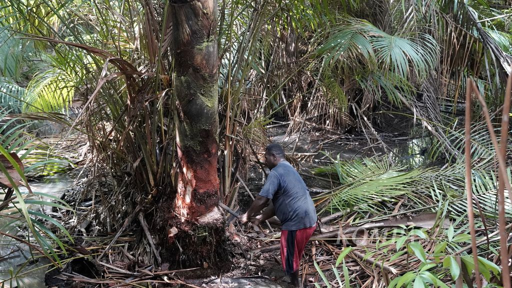 Julius Ino Gebse menebang sagu di Distrik Animha, Kabupaten Merauke, Papua, Jumat (11/11/2022). Total 2,5 jam hingga 3 jam waktu yang dibutuhkan dari menebang pohon hingga memproses satu meter batang sagu menjadi tepung basah.  