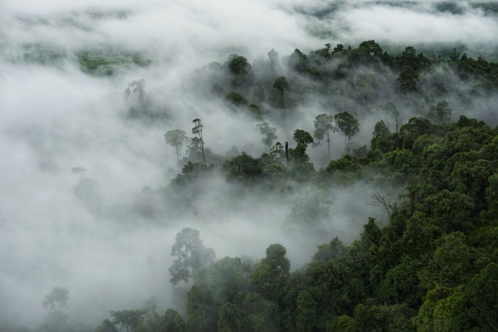 Kabut menyelimuti salah satu hutan tanaman industri di Kecamatan Sepaku, Penajam Paser Utara, Kalimantan Timur, Minggu (12/7/2020) pagi. Wilayah itu menjadi lokasi calon ibu kota negara baru.