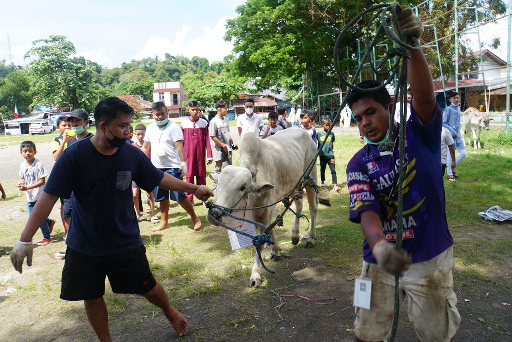 Seekor sapi digiring untuk disembelih di Masjid Nurul Huda, Ketang Baru, Manado, Sulawesi Utara, pada perayaan Idul Adha 1442 Hijriah, Selasa (20/7/2021).