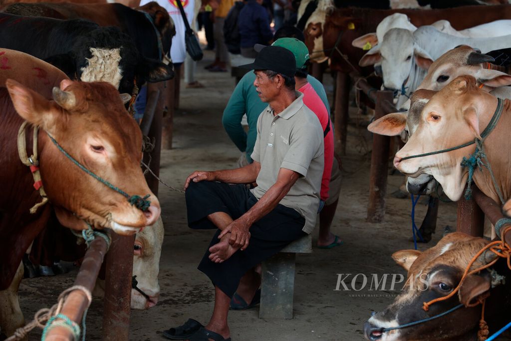 Salah satu pembeli mengamati sapi incarannya sebelum bertransaksi di Pasar Hewan Ambarawa, Kabupaten Semarang, Jawa Tengah, Selasa (6/6/2023).  