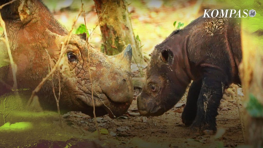 Kelahiran bayi badak sumatera dari ibu badak bernama Ratu, Sabtu (30/9/2023), di Suaka Rhino Sumatera (SRS), Taman Nasional Way Kambas.